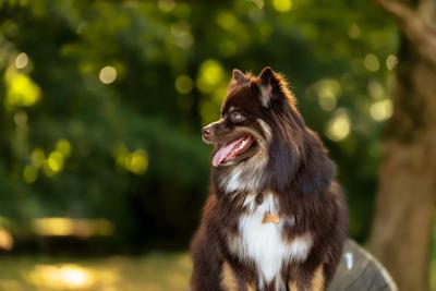 Photographie Animalier par Jess Marchal